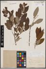 Foto von Salix caprea L. x Salix cinerea L.